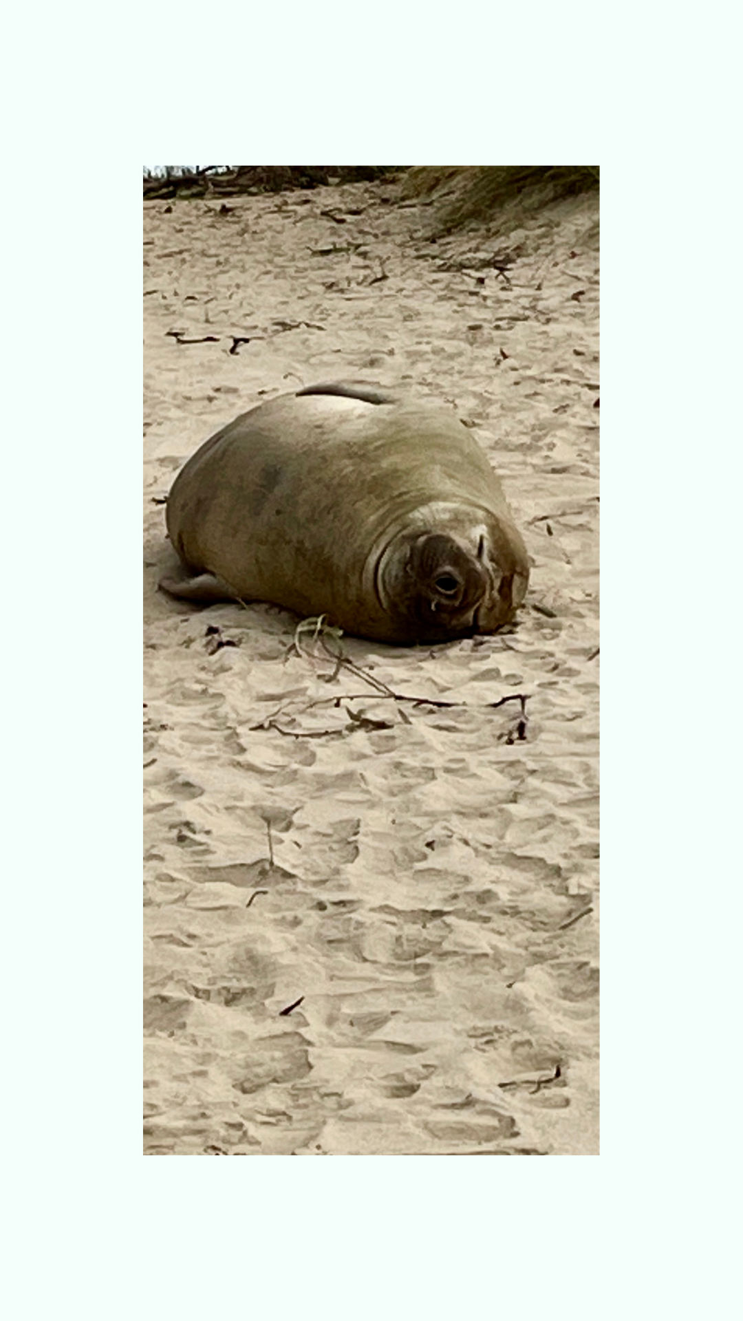 Neil the Seal - kids tee